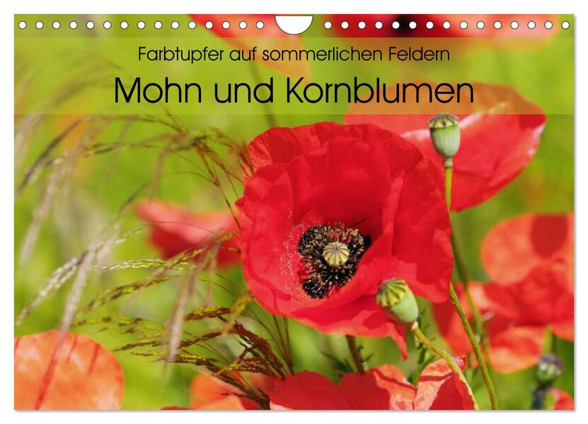 Farbtupfer auf sommerlichen Feldern - Mohn und Kornblumen (Wandkalender 2024 DIN A4 quer) CALVENDO Monatskalender
