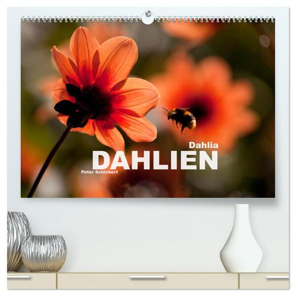 Dahlia - Dahlien (hochwertiger Premium Wandkalender 2024 DIN A2 quer) Kunstdruck in Hochglanz