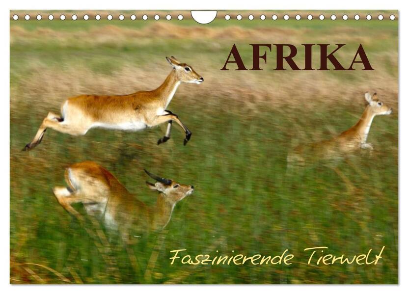 Afrika - Faszinierende Tierwelt (Wandkalender 2024 DIN A4 quer) CALVENDO Monatskalender
