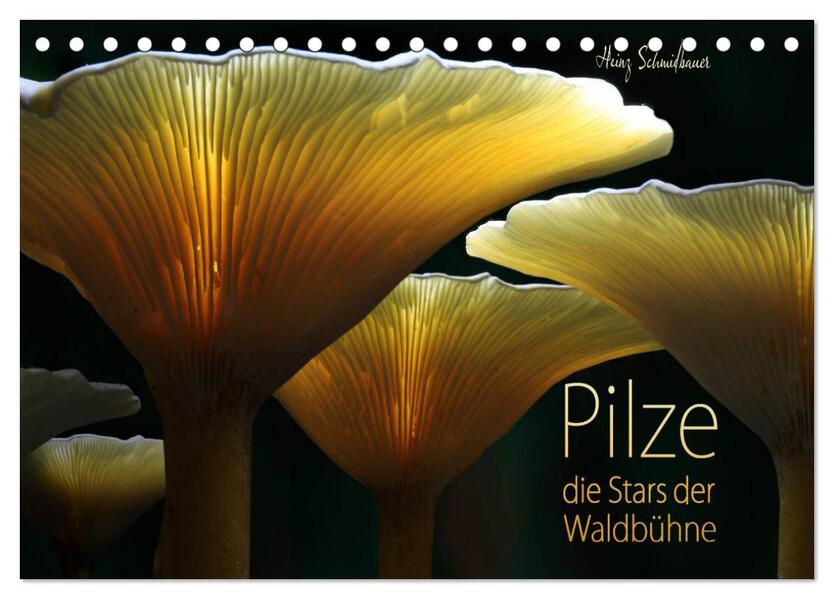 Pilze - die Stars der Waldbühne (Tischkalender 2024 DIN A5 quer) CALVENDO Monatskalender