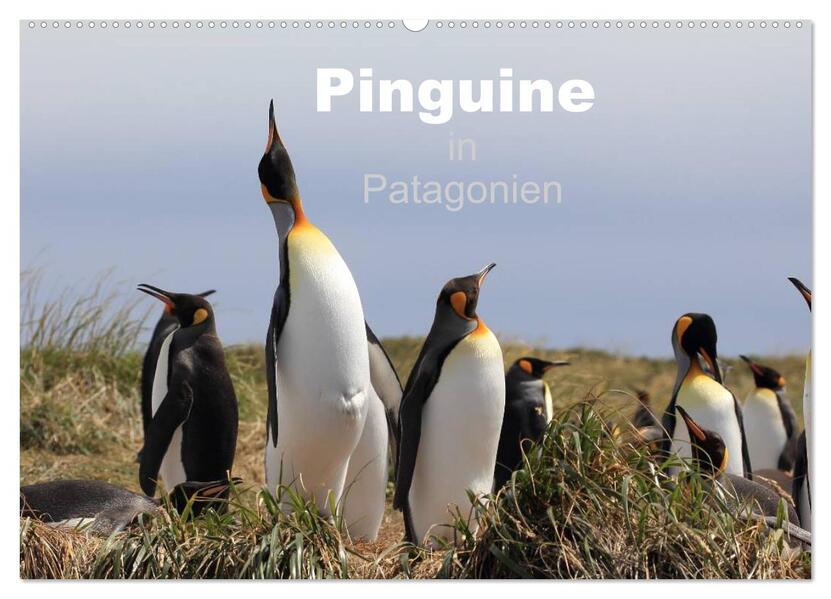 Pinguine in Patagonien (Wandkalender 2024 DIN A2 quer) CALVENDO Monatskalender