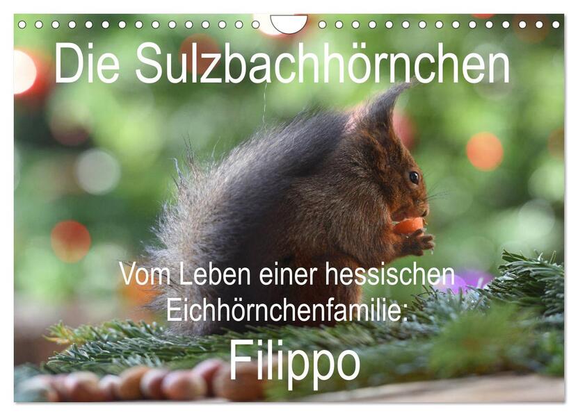 Die Sulzbachhörnchen - vom Leben einer hessischen Eichhörnchenfamilie (Wandkalender 2024 DIN A4 quer) CALVENDO Monatskalender