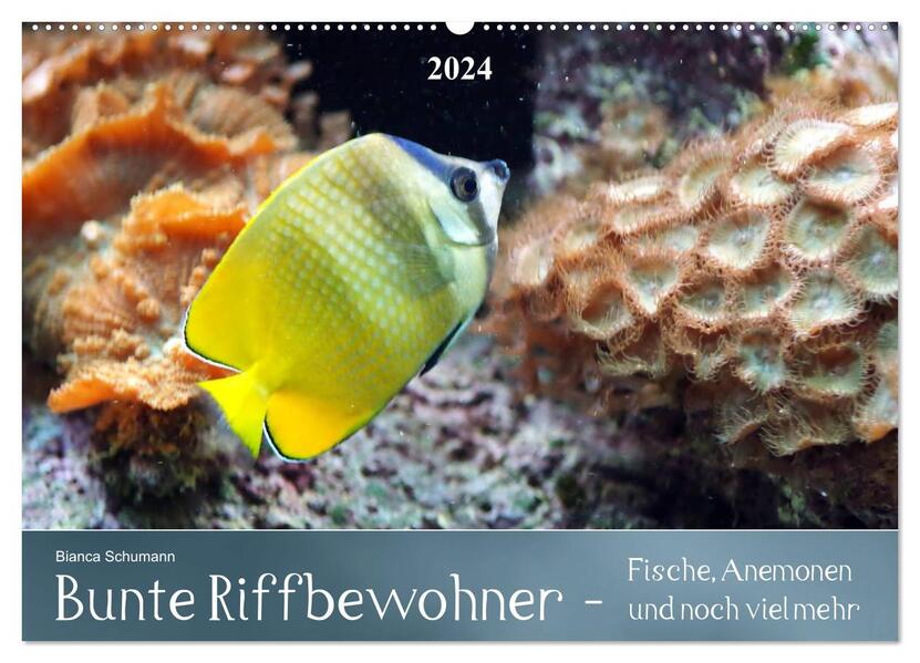 Bunte Riffbewohner - Fische Anemonen und noch viel mehr (Wandkalender 2024 DIN A2 quer) CALVENDO Monatskalender