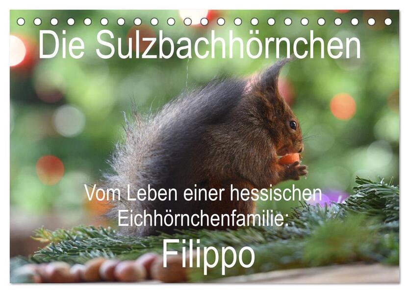 Die Sulzbachhörnchen - vom Leben einer hessischen Eichhörnchenfamilie (Tischkalender 2024 DIN A5 quer) CALVENDO Monatskalender