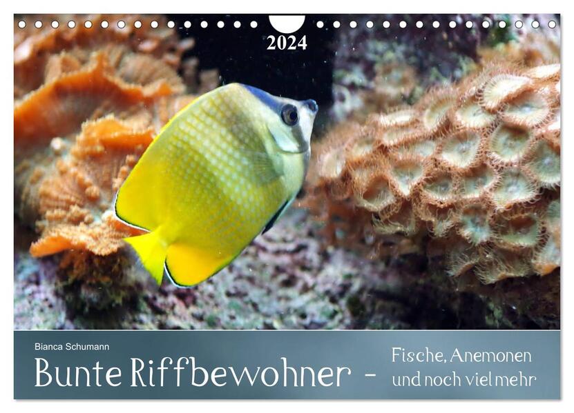 Bunte Riffbewohner - Fische Anemonen und noch viel mehr (Wandkalender 2024 DIN A4 quer) CALVENDO Monatskalender