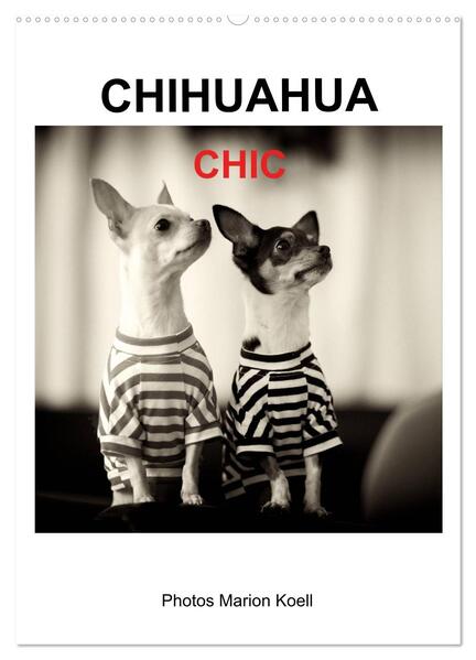 CHIHUAHUA CHIC Photos Marion Koell (Wandkalender 2024 DIN A2 hoch) CALVENDO Monatskalender