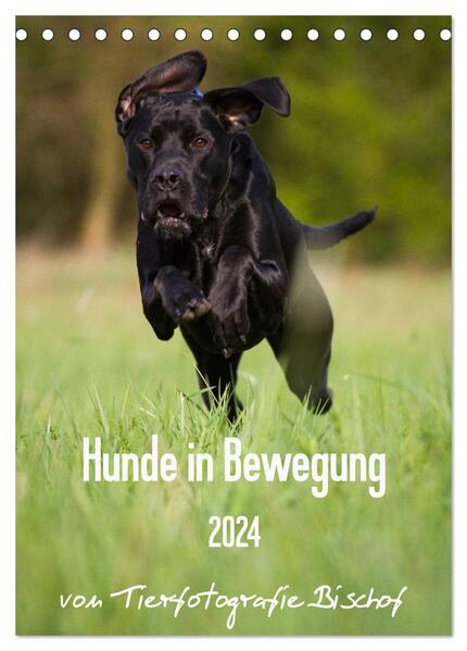 Hunde in Bewegung 2024 von Tierfotografie Bischof (Tischkalender 2024 DIN A5 hoch) CALVENDO Monatskalender