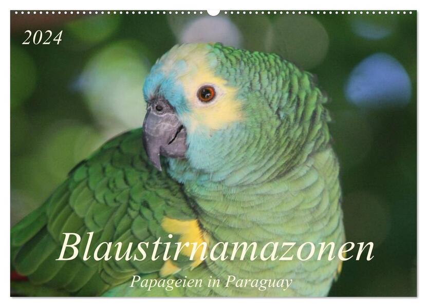 Blaustirnamazonen - Papageien in Paraguay (Wandkalender 2024 DIN A2 quer) CALVENDO Monatskalender