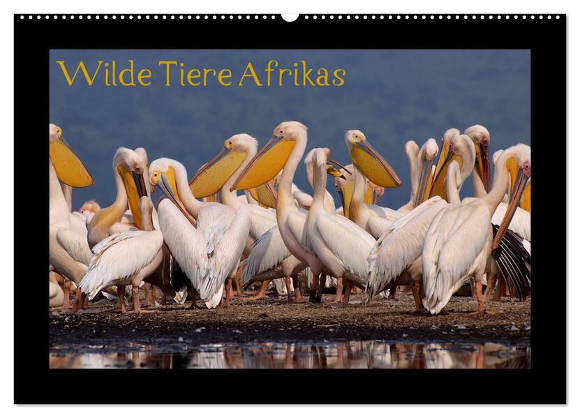 Wilde Tiere Afrikas (Wandkalender 2024 DIN A2 quer) CALVENDO Monatskalender