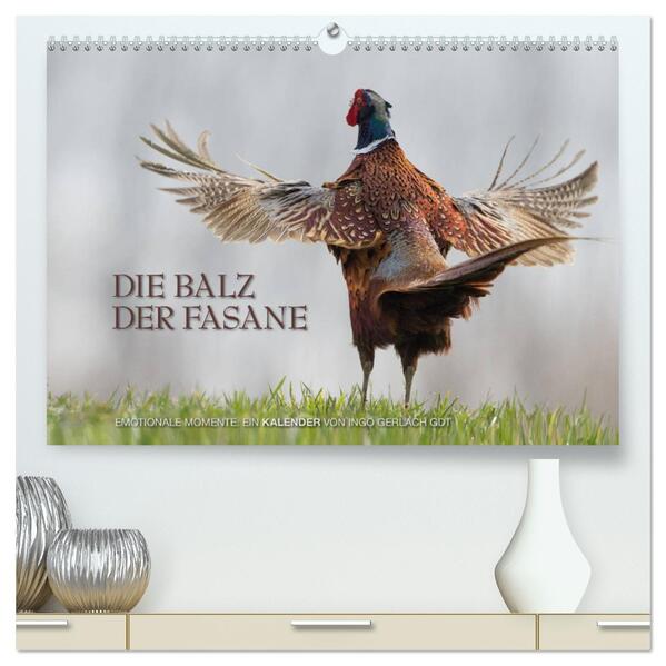 Emotionale Momente: Die Balz der Fasane / CH-Version (hochwertiger Premium Wandkalender 2024 DIN A2 quer) Kunstdruck in Hochglanz