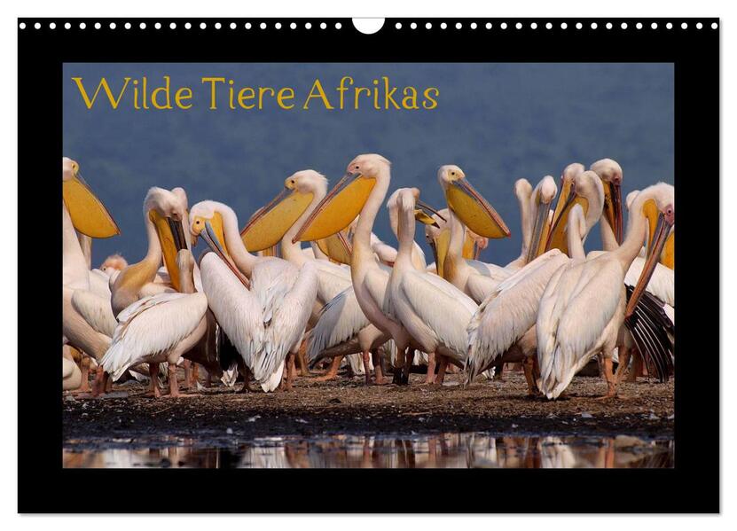 Wilde Tiere Afrikas (Wandkalender 2024 DIN A3 quer) CALVENDO Monatskalender