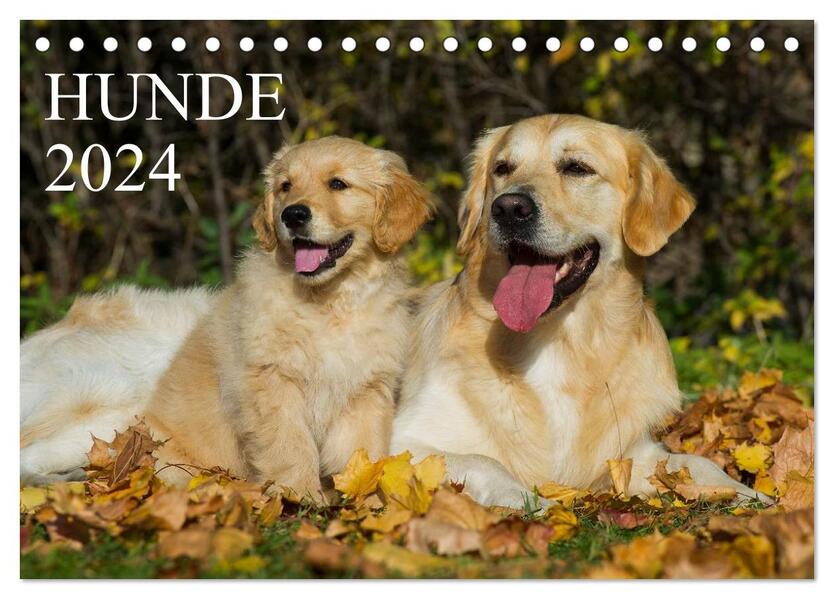 Hunde - Treue Freunde fürs Leben (Tischkalender 2024 DIN A5 quer) CALVENDO Monatskalender