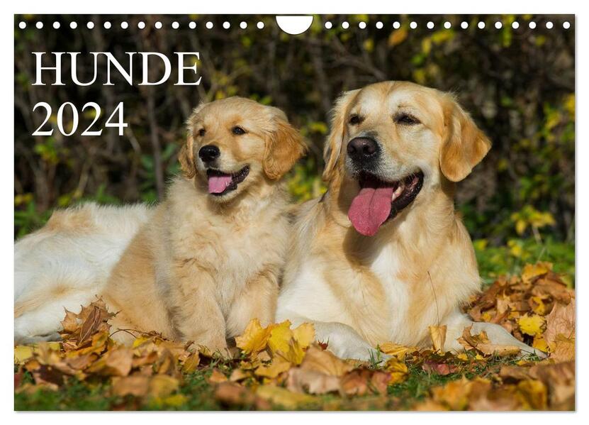Hunde - Treue Freunde fürs Leben (Wandkalender 2024 DIN A4 quer) CALVENDO Monatskalender
