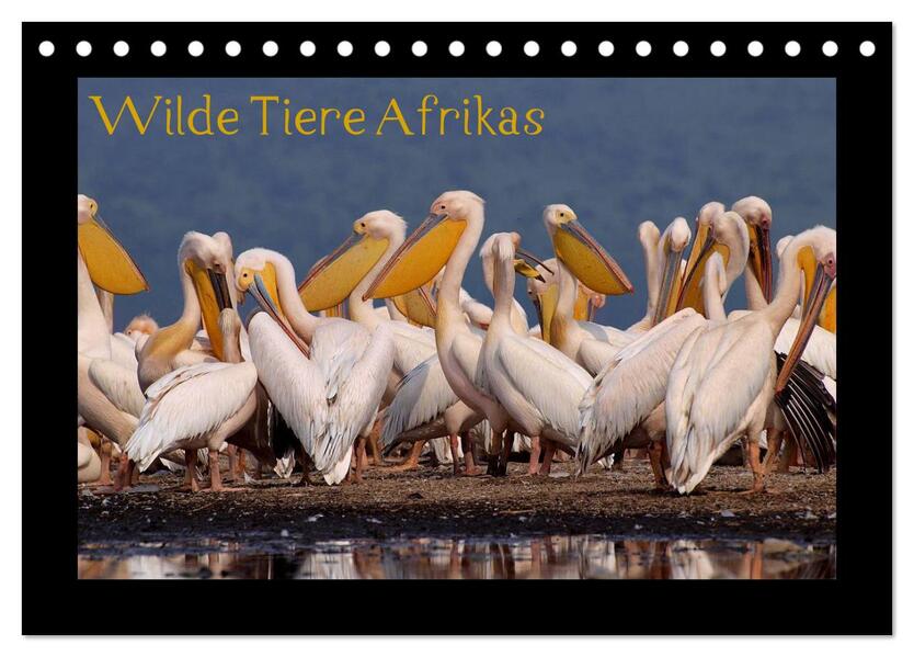 Wilde Tiere Afrikas (Tischkalender 2024 DIN A5 quer) CALVENDO Monatskalender