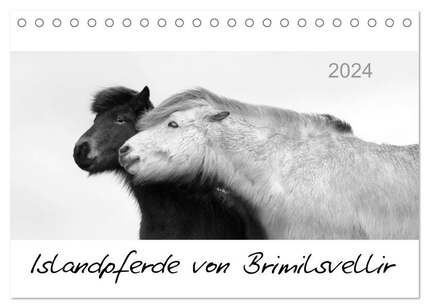 Islandpferde von Brimilsvellir (Tischkalender 2024 DIN A5 quer) CALVENDO Monatskalender