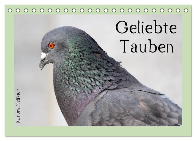 Geliebte Tauben (Tischkalender 2024 DIN A5 quer) CALVENDO Monatskalender