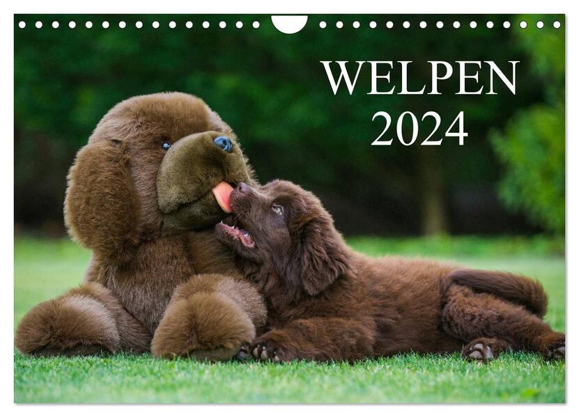 Welpen 2024 (Wandkalender 2024 DIN A4 quer) CALVENDO Monatskalender