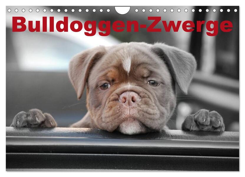 Bulldoggen-Zwerge (Wandkalender 2024 DIN A4 quer) CALVENDO Monatskalender