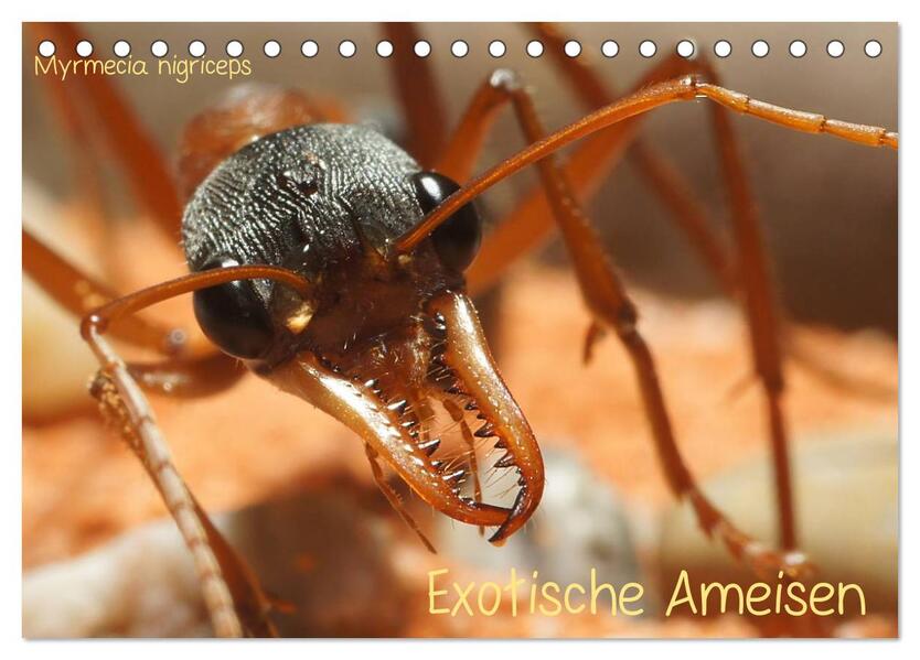 Exotische Ameisen (Tischkalender 2024 DIN A5 quer) CALVENDO Monatskalender