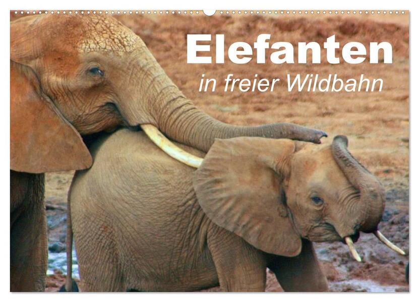 Elefanten in freier Wildbahn (Wandkalender 2024 DIN A2 quer) CALVENDO Monatskalender