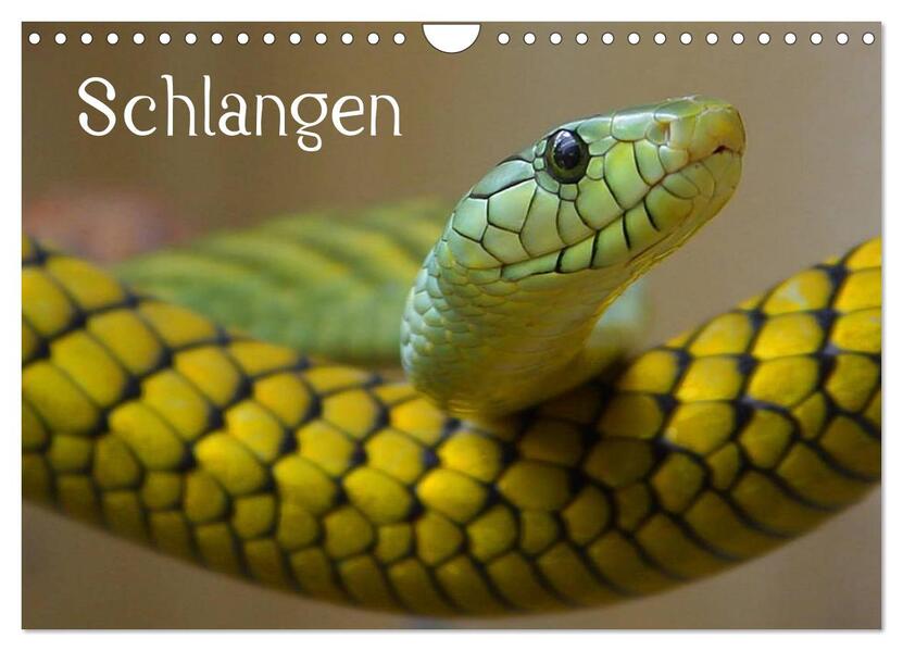 Schlangen (Wandkalender 2024 DIN A4 quer) CALVENDO Monatskalender