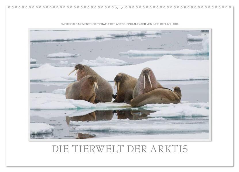 Emotionale Momente: Die Tierwelt der Arktis / CH-Version (Wandkalender 2024 DIN A2 quer) CALVENDO Monatskalender