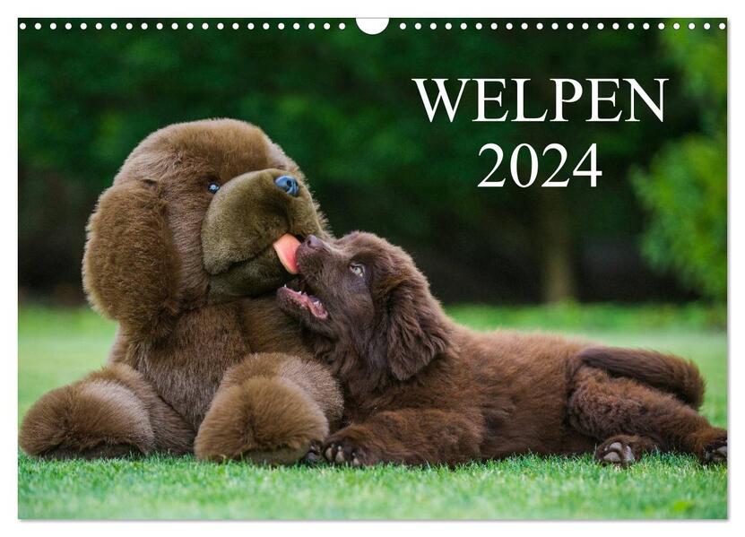 Welpen 2024 (Wandkalender 2024 DIN A3 quer) CALVENDO Monatskalender