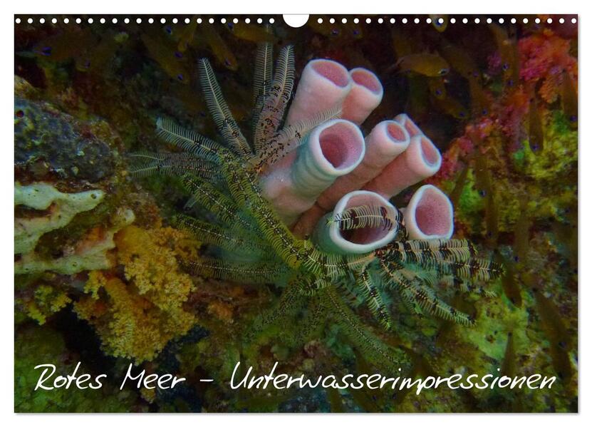 Rotes Meer - Unterwasserimpressionen (Wandkalender 2024 DIN A3 quer) CALVENDO Monatskalender