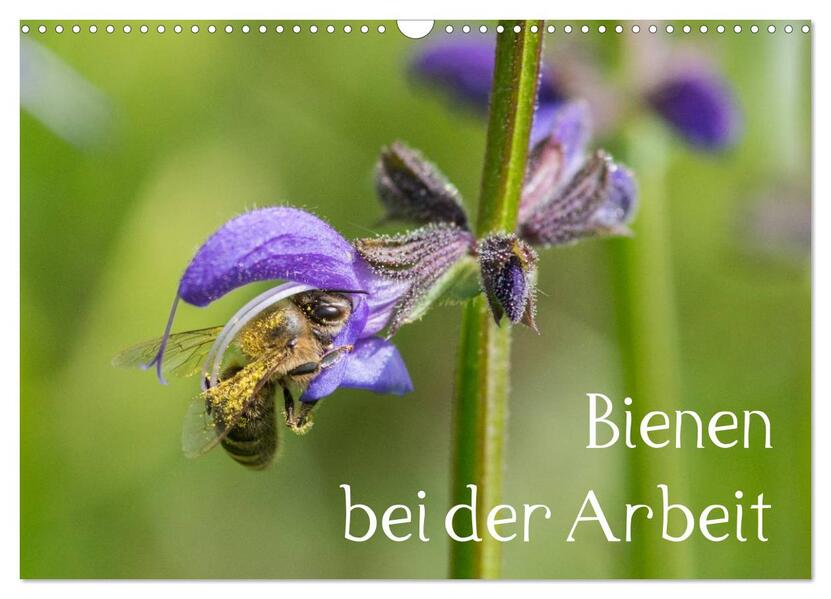 Bienen bei der Arbeit (Wandkalender 2024 DIN A3 quer) CALVENDO Monatskalender