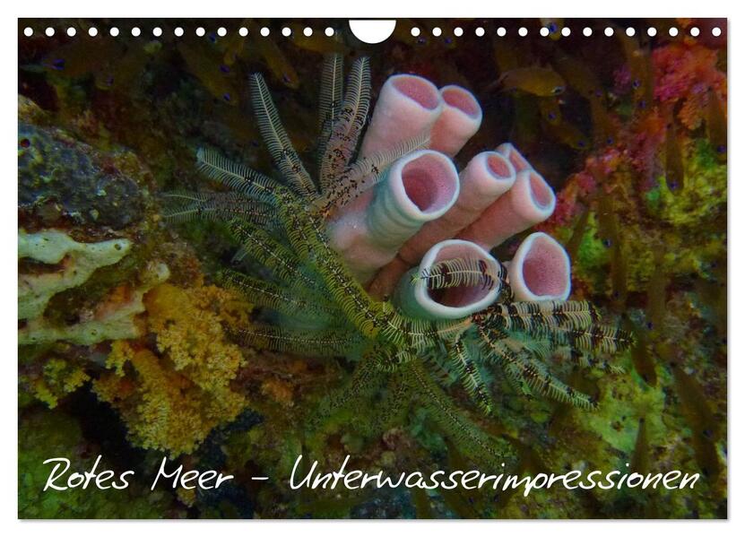 Rotes Meer - Unterwasserimpressionen (Wandkalender 2024 DIN A4 quer) CALVENDO Monatskalender