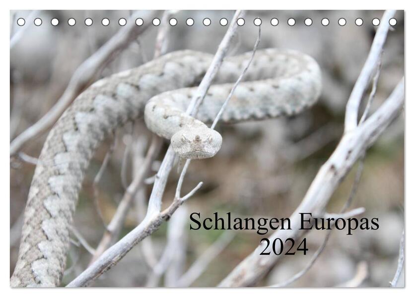 Schlangen Europas (Tischkalender 2024 DIN A5 quer) CALVENDO Monatskalender