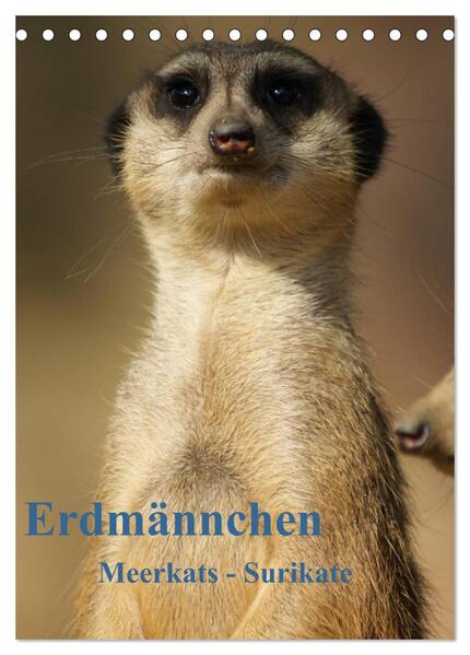 Erdmännchen-Meerkats-Surikate CH Version (Tischkalender 2024 DIN A5 hoch) CALVENDO Monatskalender