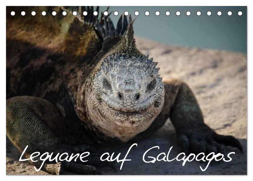 Leguane auf Galapagos (Tischkalender 2024 DIN A5 quer) CALVENDO Monatskalender