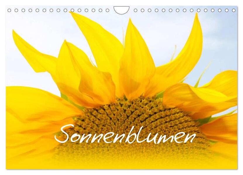 Sonnenblumen - die Blumen der Lebensfreude (Wandkalender 2024 DIN A4 quer) CALVENDO Monatskalender