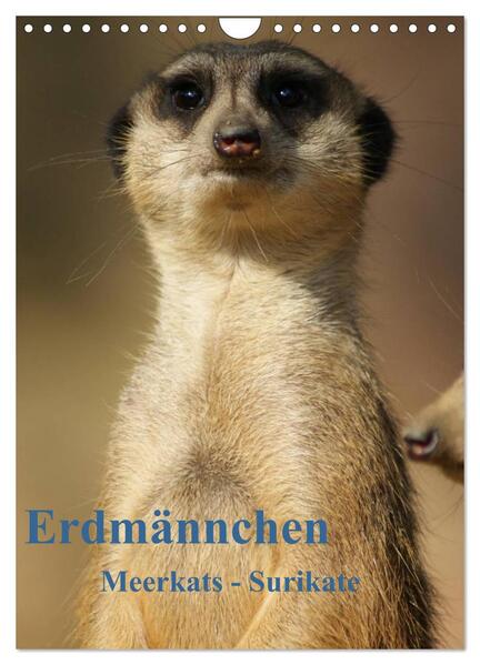 Erdmännchen-Meerkats-Surikate CH Version (Wandkalender 2024 DIN A4 hoch) CALVENDO Monatskalender