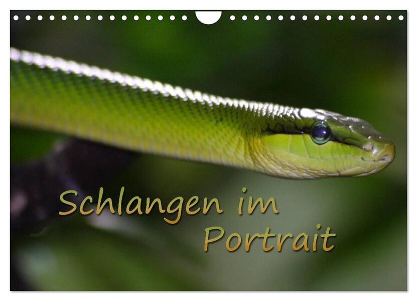 Schlangen im Portrait (Wandkalender 2024 DIN A4 quer) CALVENDO Monatskalender