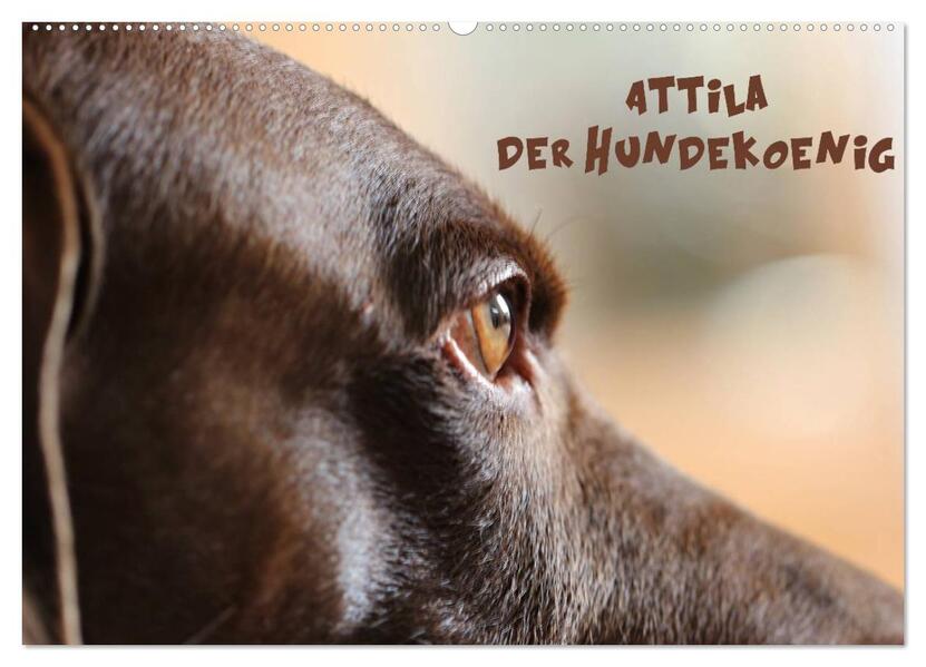 Attila Der Hundekönig (Wandkalender 2024 DIN A2 quer) CALVENDO Monatskalender - Heike Hultsch