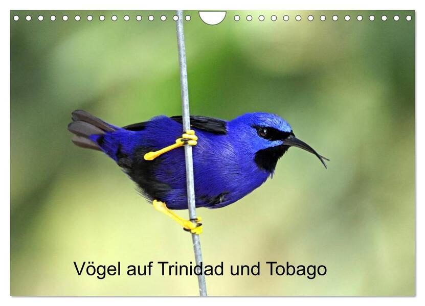 Vögel auf Trinidad und Tobago (Wandkalender 2024 DIN A4 quer) CALVENDO Monatskalender