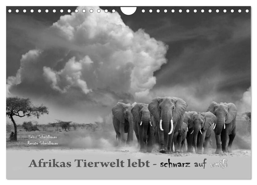 Afrikas Tierwelt lebt - schwarz auf weiß (Wandkalender 2024 DIN A4 quer) CALVENDO Monatskalender - Renate Schmidbauer/ Heinz Schmidbauer