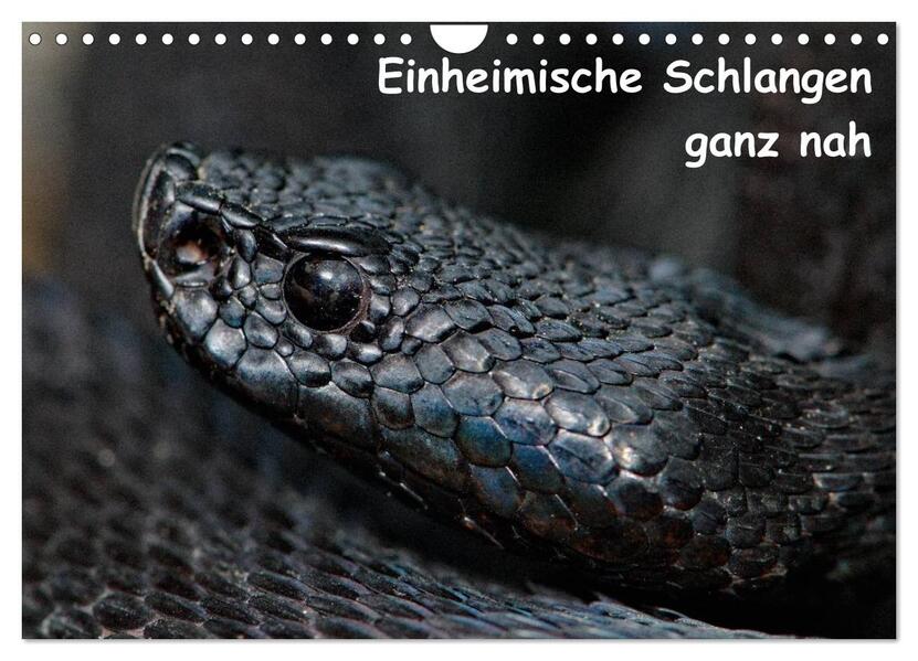 Einheimische Schlangen ganz nah (Wandkalender 2024 DIN A4 quer) CALVENDO Monatskalender