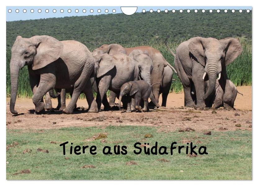 Tiere aus Südafrika (Wandkalender 2024 DIN A4 quer) CALVENDO Monatskalender