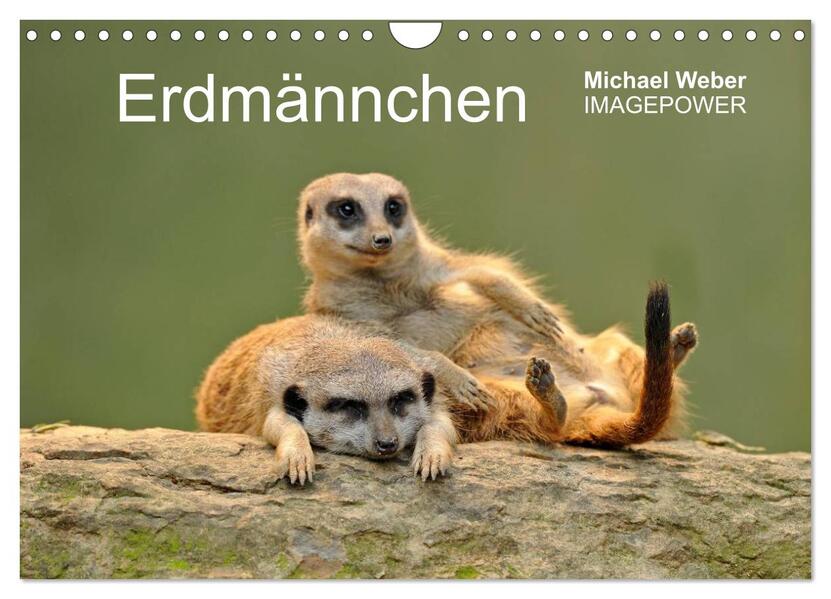 Erdmännchen - Tierkinder (Wandkalender 2024 DIN A4 quer) CALVENDO Monatskalender