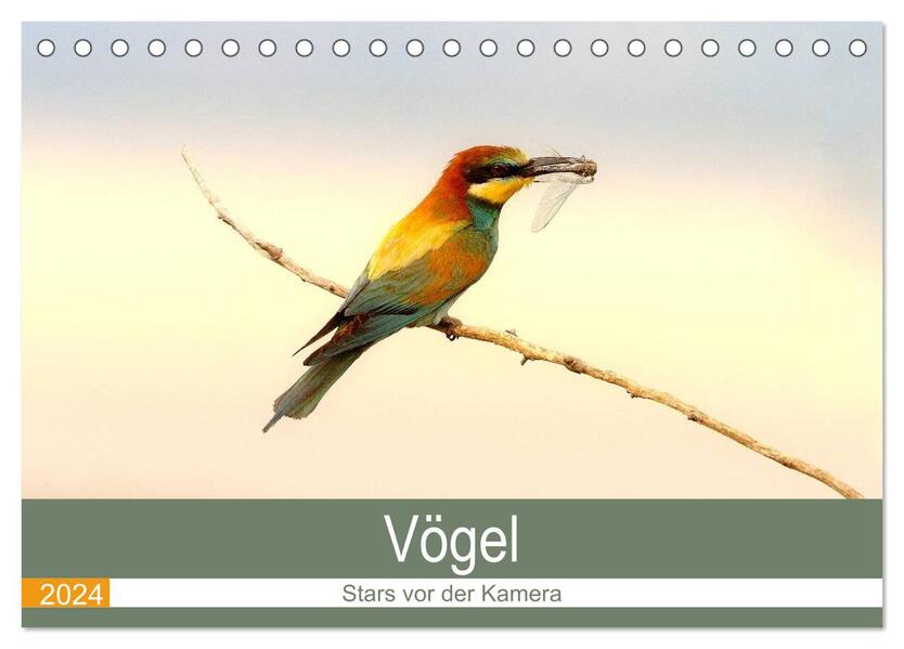 Vögel Stars vor der Kamera (Tischkalender 2024 DIN A5 quer) CALVENDO Monatskalender