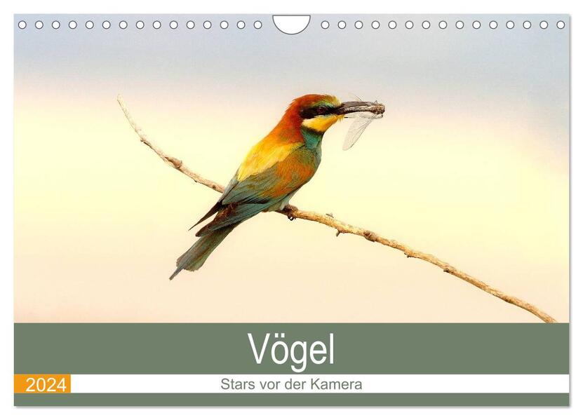 Vögel Stars vor der Kamera (Wandkalender 2024 DIN A4 quer) CALVENDO Monatskalender