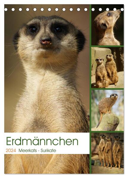 Erdmännchen-Meerkats-Surikate (Tischkalender 2024 DIN A5 hoch) CALVENDO Monatskalender