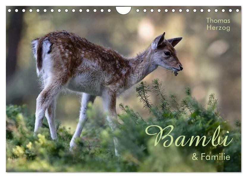 BAMBI & Familie (Wandkalender 2024 DIN A4 quer) CALVENDO Monatskalender