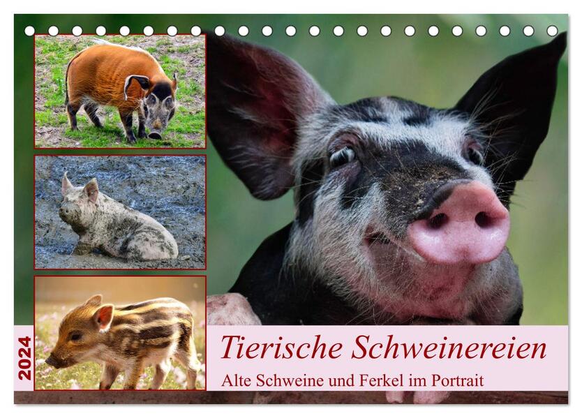 Tierische Schweinereien (Tischkalender 2024 DIN A5 quer) CALVENDO Monatskalender