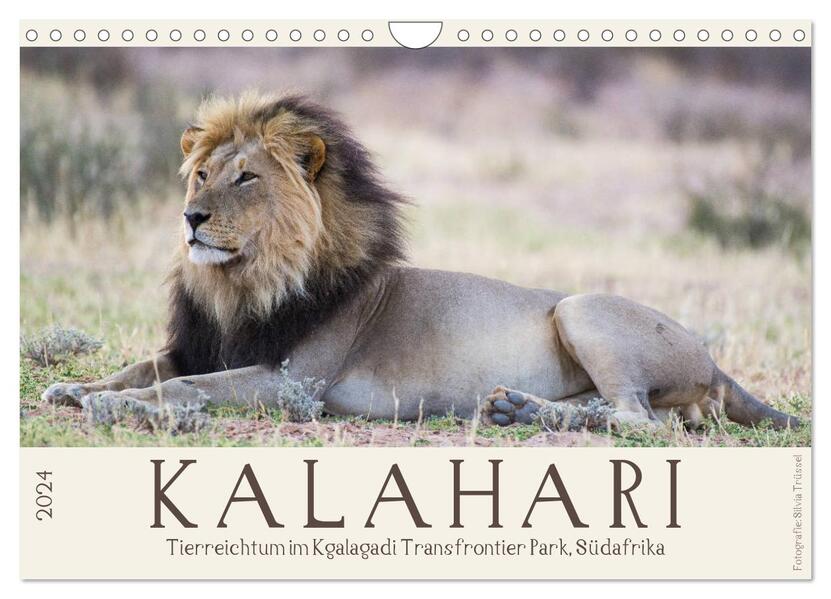Kalahari - Tierreichtum im Kgalagadi Transfrontier Park Südafrika (Wandkalender 2024 DIN A4 quer) CALVENDO Monatskalender
