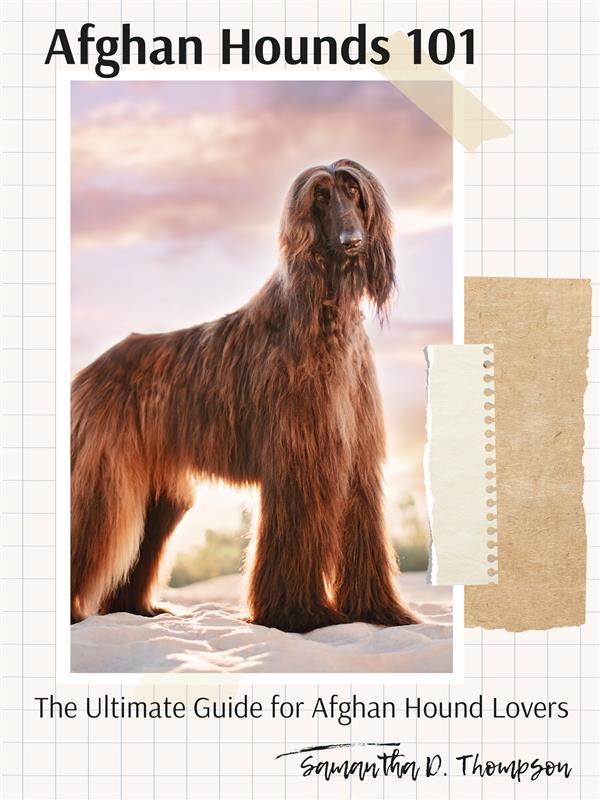 Afghan Hounds 101: The Ultimate Guide for Afghan Hound Lovers