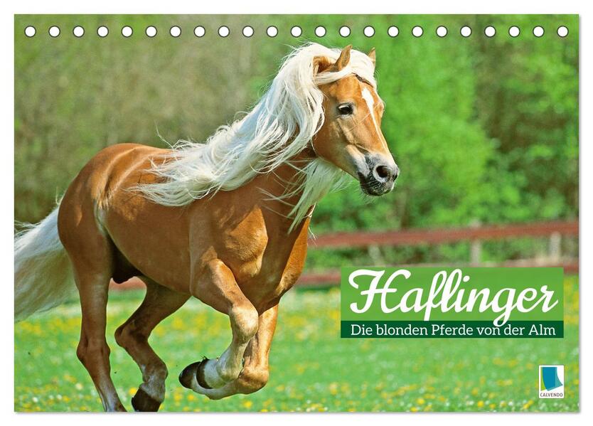 Haflinger: Die blonden Pferde von der Alm (Tischkalender 2024 DIN A5 quer) CALVENDO Monatskalender